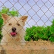 Abandoned Cute Dog Behind Bars - VideoHive Item for Sale
