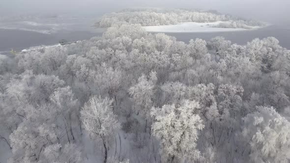 Forest in Snow