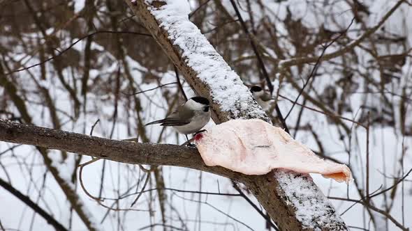 Willow tit feeding