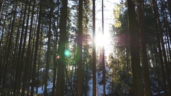 Warm Sunbeams Illuminates Pinery Plants in Winter. Sunlight Breaks Through Trees in Early Morning