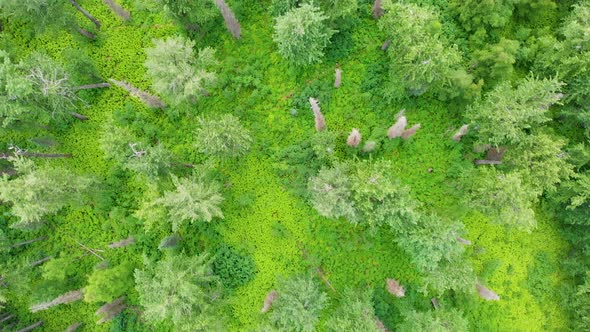 4K Drone Video of Cottonwood Trees and Cow Parsnip along Troublesome Creek near Denali State Park in