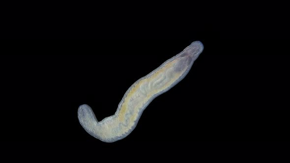 Young Worm Nemertea Prostoma sp. under the microscope, of the Tetrastemmatidae family