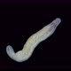 Young Worm Nemertea Prostoma sp. under the microscope, of the Tetrastemmatidae family - VideoHive Item for Sale