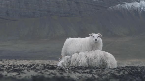 A sheep standing in front of a dead sheep in Iceland