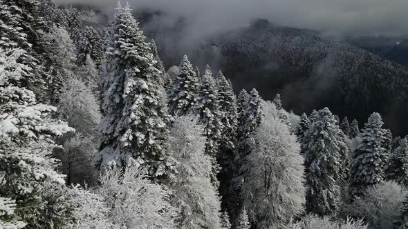 Aerial View of a Beautiful Winter Landscape with Snowy Green Coniferous Forest