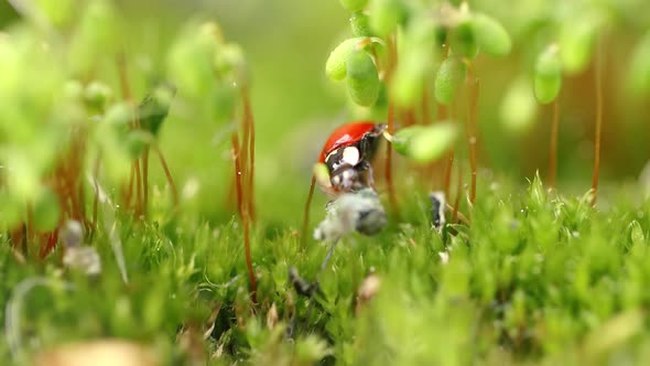 Closeup Wildlife of a Ladybug in the Green Grass in the Forest