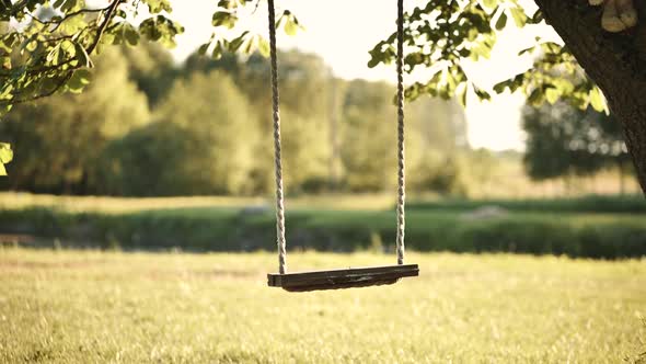 Empty Swing on a Tree on a Summer Evening
