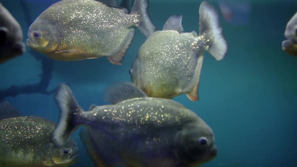 A Flock Of Dangerous Piranhas Swims In A Glass Aquarium Next To The Bones