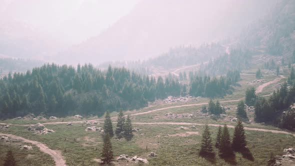 Aerial View of Green Coniferous Forest in the Mountains