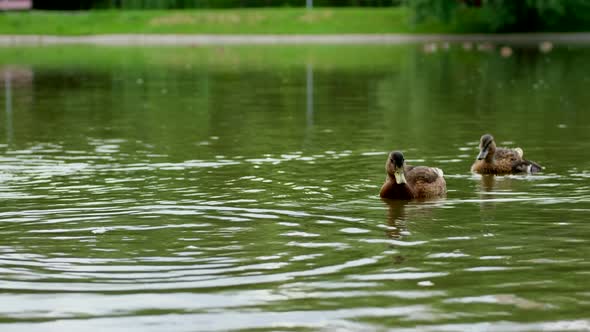 Wild Ducks Birds Swim in a Pond