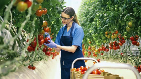 Female Agriculturist Is Gathering Ripe Tomatoes