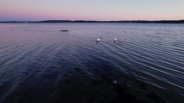 Drone Arcing Round Swans In Inlet At Sunset