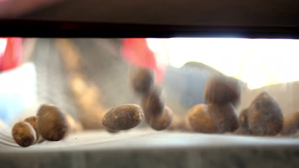 Close-up, Automated Potato Cleaning From Dirt and Soil , Sifting From Debris, Sprouts. Potatoes 