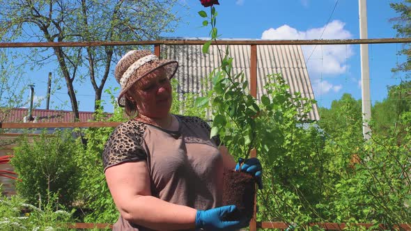 A Woman in a Hat Inspects a Young Red Rose Bush