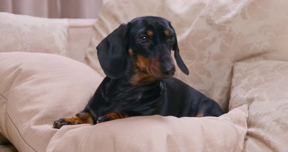 Black Dachshund Looks Away Lying on Bed Pillows and Barks