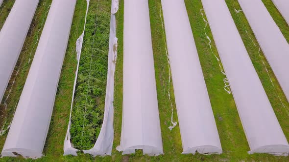 Modern Greenhouse Landscape Agricultural Greenhouse Greenhouse