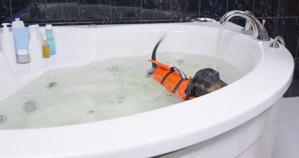 Dachshund Dog in Life Vest Swims in Circles in Bathtub with Water During Rehab Bathing Procedure for
