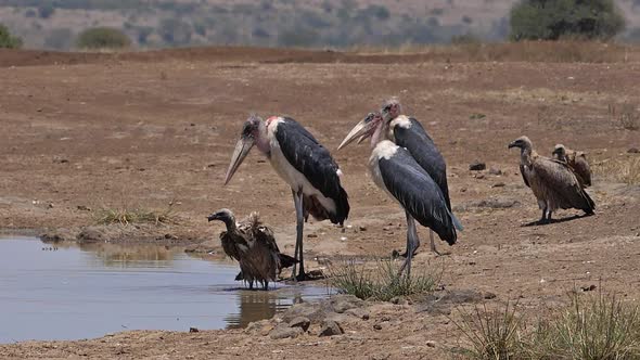 980158 African white-backed vulture, gyps africanus, Group standing at the Water Hole, having Bath,