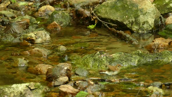 a small bird bathing in the running water of a river in a forest