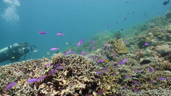 Coral Reef with Fish Underwater. Camiguin, Philippines