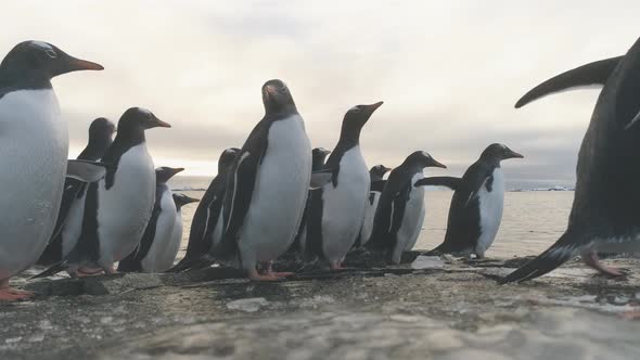 Gentoo Penguin Stand on Frozen Ice Rock Shore