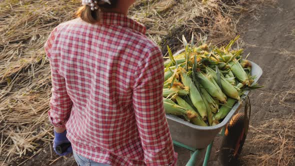 Top View Woman Farmer Rolls Wheelbarrow Full of Corn