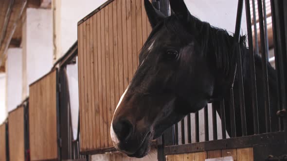 Dark Horse with White Strip on the Muzzle Stands in the Stall