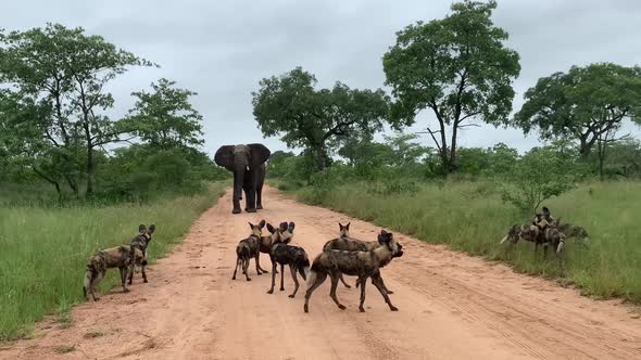 Lone elephant charges pack of Wild Dogs on African dirt road in rain