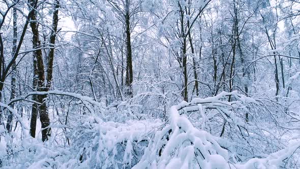 Snowy Branches in Forest