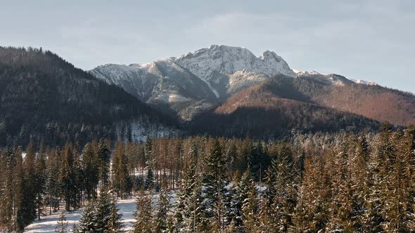 Scenic winter pine forest with majestic mountain peaks in background