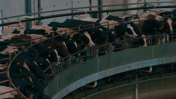 Adult Cows with Tags on Ears on Automated Milking