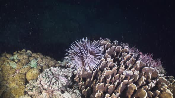 Coral Reef and Tropical Fish