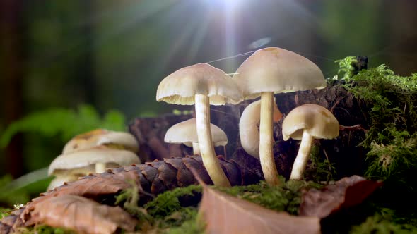 Toxic mushroom family between moss and fir cones in nature forest and sunlight in background.Close u