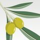 Olive Branches - GraphicRiver Item for Sale