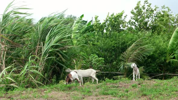 Goat eat sugarcane near rural village