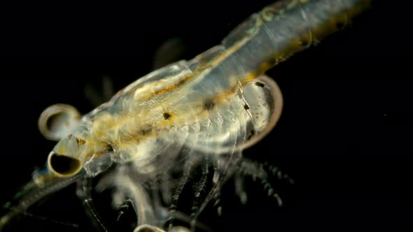 Black Sea Plankton and Zooplankton Under a Microscope, Mysid Shrimp