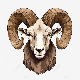 Ram