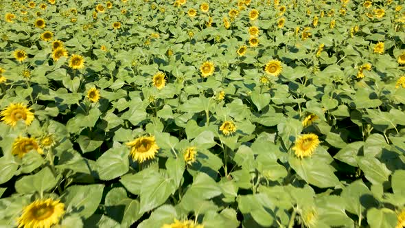 Aerial View of the Flowering Sunflowers Field at Noon