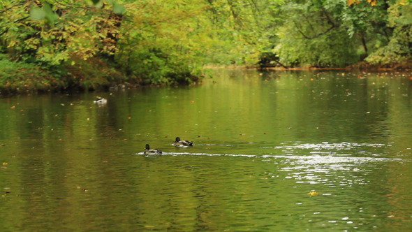 Ducks Swimming On A Lake  