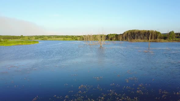 Dead Tree Sticking Out Of The Water.