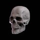 Human Skull 3D Sculpt - 3DOcean Item for Sale