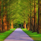 Relaxing Gentle Wind in the Trees Ambience