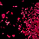 Red Rose Petals Flying By Right To Left Transition - VideoHive Item for Sale