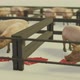 Pigs in the stall - VideoHive Item for Sale