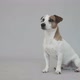 Smart Dog Does a Somersault - VideoHive Item for Sale