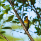 Calming Chirping Birds