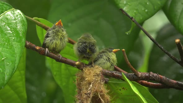 an orange bellied flowerpecker is feeding its chicks under the rain