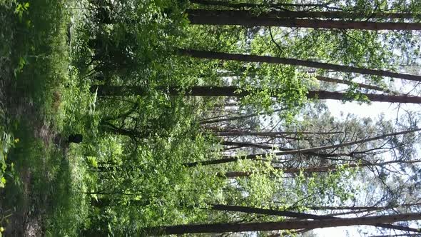 Vertical Video Aerial View Inside a Green Forest with Trees in Summer