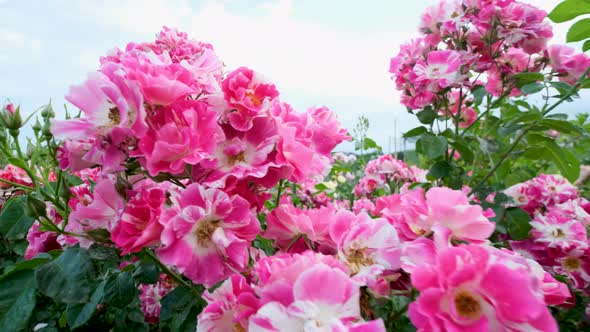 Beautiful delicate picturesque bush blooming roses on a summer day in the park. Rose garden.