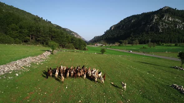 Herd Of Goats At Nature